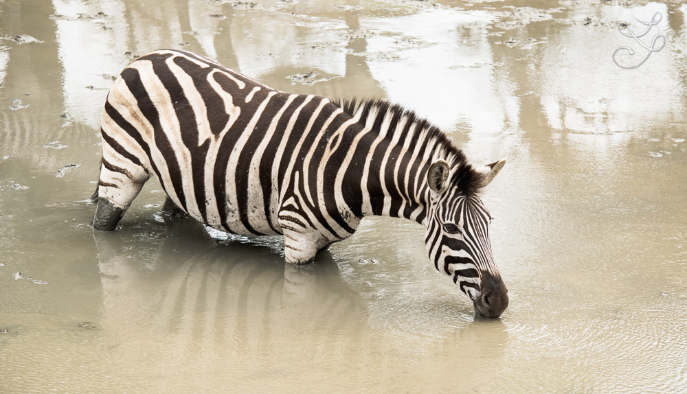 You can lead a zebra to water