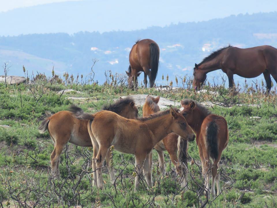 La revue « Biological science and genetic » de New Technology & Science Press propose un numéro consacré aux les travaux scientifiques de l’équipe japonaise du PRI (Kyoto University) sur les chevaux