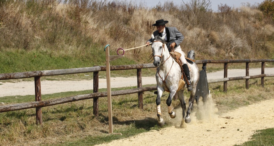 Léquitation De Travail Institut Du Cheval Et De L - 