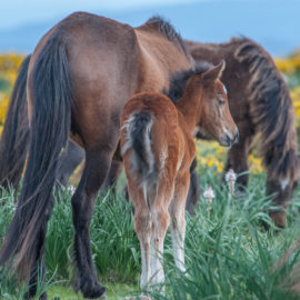 Le poney garrano, un objet de recherche depuis 2015