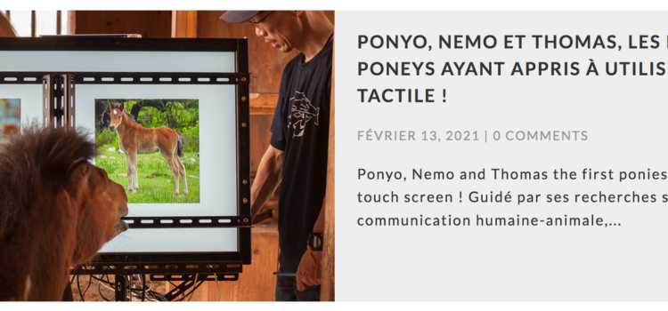 Ponyo, Nemo et Thomas, les premiers poneys ayant appris à utiliser un écran tactile !
